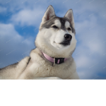 Group Husky's