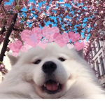 Sunnyx Flowerx