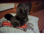 Samurai The Cat Squad