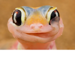 LIZARDS (UNITED)
