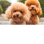 Fluffy doogs