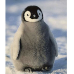 Penguins12
