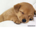 Puppies forever 345678