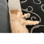 Ian’s cute puppy