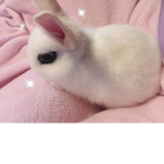 chubbybunnyfanclub