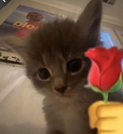 ~<33~