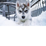 Huskies squad:>