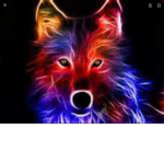 The rainbow huskies