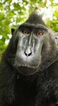 THE MONKEY MADDNESS GROUP