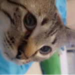 Mickey the cat