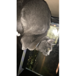 hehe cats forever