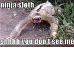 SLOTH TEAM ALWAYS