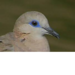 ⭐Pigeon Group ⭐ ⭐ Followers ⭐