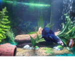 fish # life
