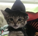 /catboyz