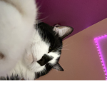 yes that’s my cat bebé
