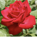 Roses Group!<3