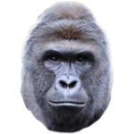 #FORHARAMBE