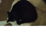 #kitten kids