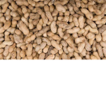 DerpNut Squad