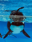The Lunar Orcas