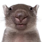Hog Sucking Studios Group Thumbnail