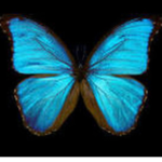 flying butterflies in the sky