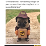 Pugs forever and always