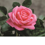 Blooming_RosesYT Group <3