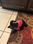 BellaTheGurly
