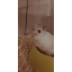 Potatocats