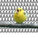 Birb Haven