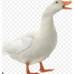duck arm