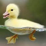 The baby duck club