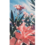 Holly_cool457