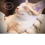 Sleeping Kitten