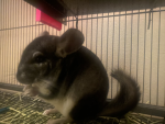 The Chinchilla Raiders