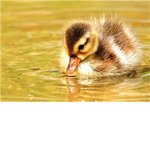 Duckie Lover Group