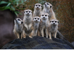 MEERKATS FOREVER