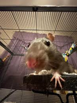 “Rat” house.