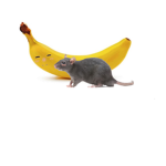 BANANA RATTS!!!