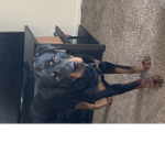 Rip my dog 2020