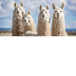 Llamas are cool!