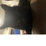 Spooky cat
