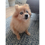 Doge group for Doge coin