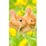 Bunnies Fun Group
