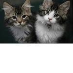 KITTEN FAN GROUP!!