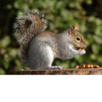 Squirrels Studio