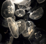 Jellyfish Heaven