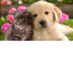 Cat And Dog Gato y perro